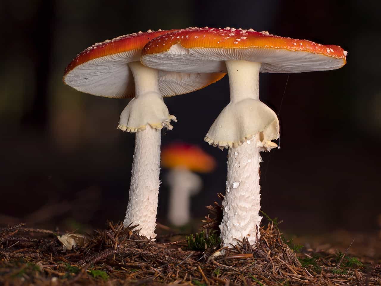 mushroom
